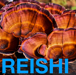 Immune Shroom A Potent, Functional & Delicious Chocolate Bar